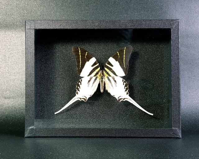 Graphium androcles N