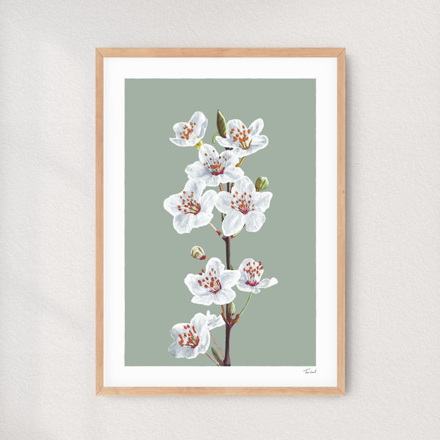 &#039;Cherry Blossom&#039; art print