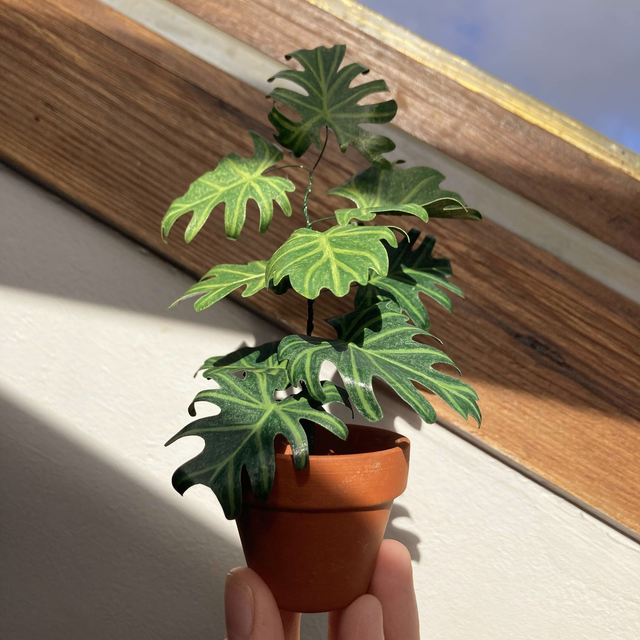Philodendron 'Selloum'