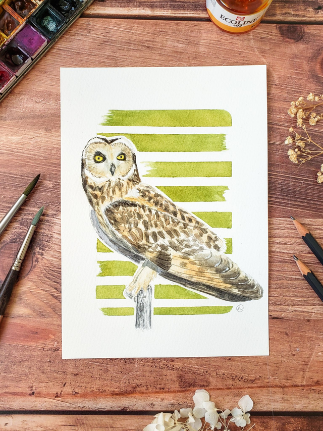 Aquarelle originale - Hibou des marais