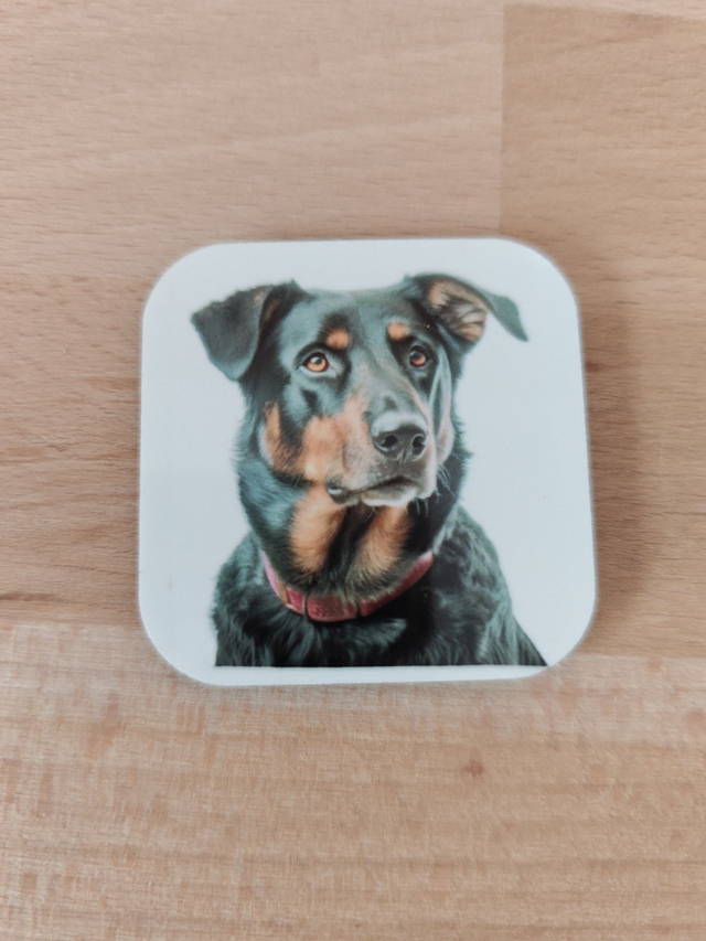 Magnet Beauceron