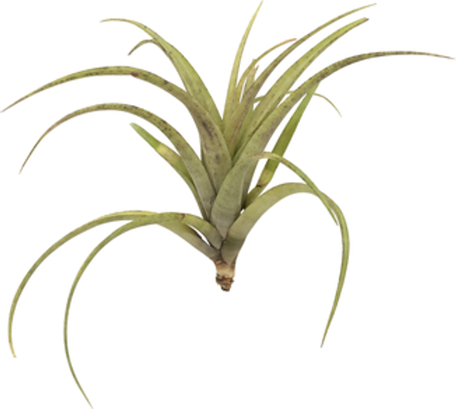 Tillandsia flexuosa vivipara