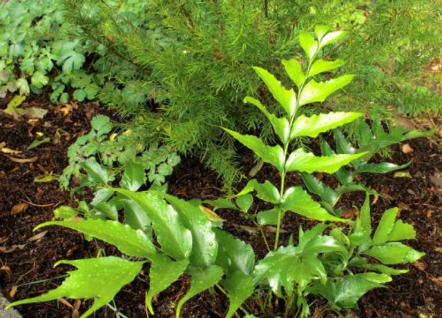 Cyrtomium falcatum - Japanese Holly fern 1 litre