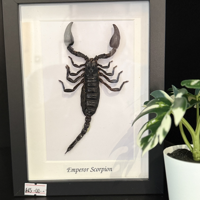 Emperor Scorpion