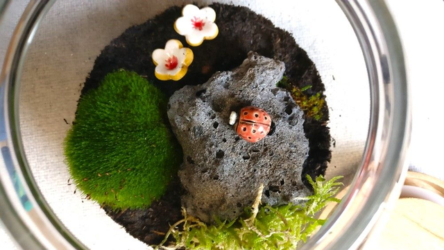 Bocal terrarium _ Coccinelle et lave céramique, mousse du jardin