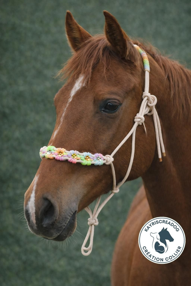 Licol Taille Cob - tressage fleur 🌸 