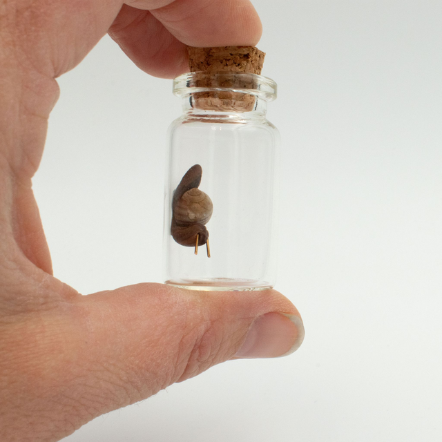 Micro Snail in a Bottle
