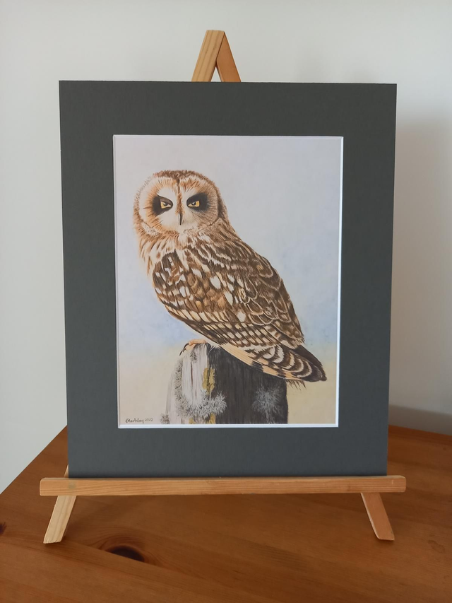 Short Earred Owl Print