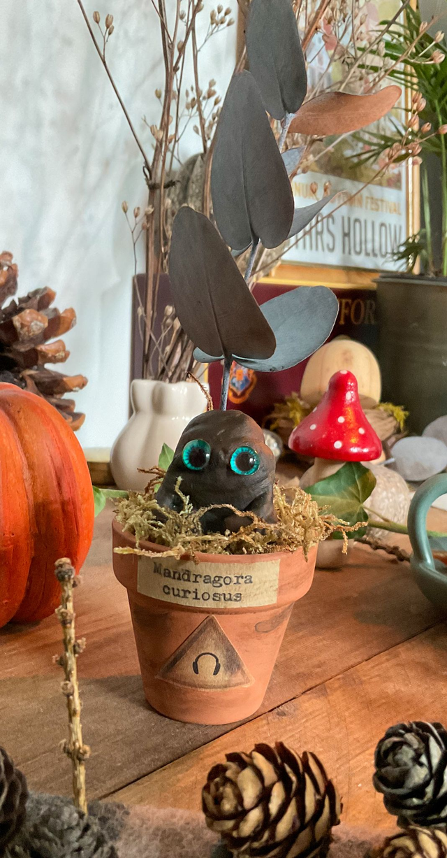 Mandragore à adopter -Mandragora curiosus