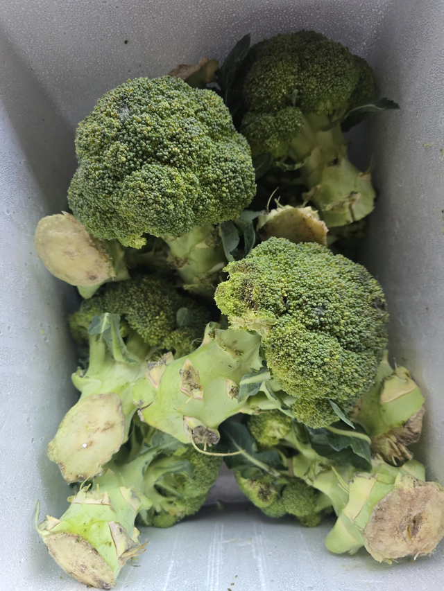 Broccoli