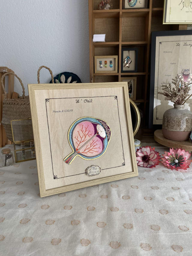 Planche anatomique cxlviii l&#039;oeil