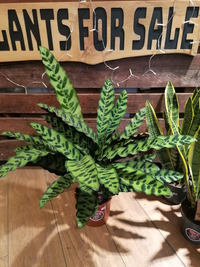 Calathea Lancifolia In 14cm pot standing 45cm tall 