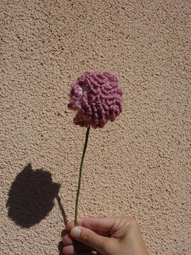 Œillet blanc et rose 