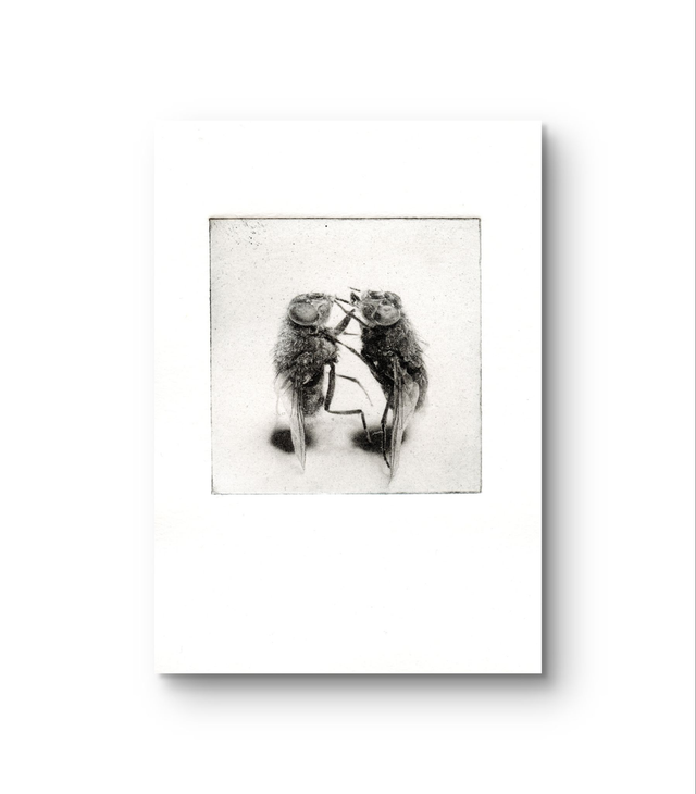 Flies "The dance"  handprint photogravure A6 