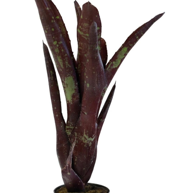 PT Neoregelia Hera Little Bright 8715897361562