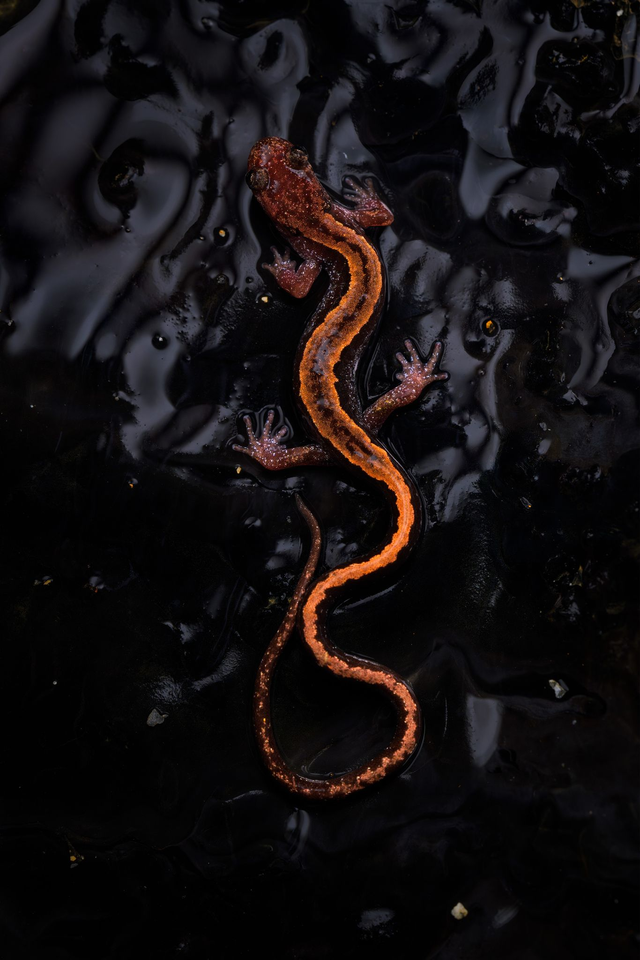 24/10 EXPEDIÇÃO SALAMANDRA DOURADA