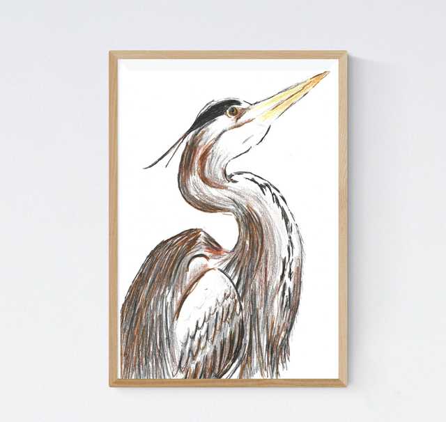 Héron pourpré, ardea purpurea