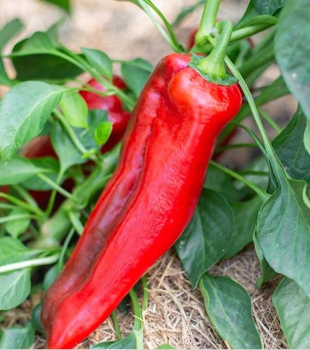 Poivron &quot;Corno di Toro&quot; AB