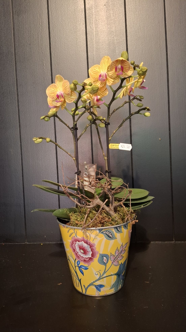 Orchidee