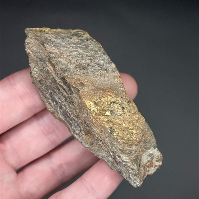 Apatosaurus Bone Fragment 