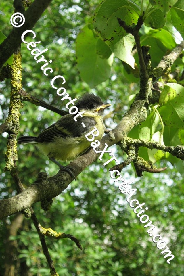 Impression sur alu dibond - Le petit monde du Vivant (ref 3006)