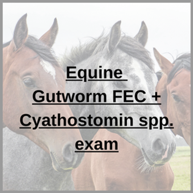 Equine – Gutworm FEC + Cyathostomin spp. exam