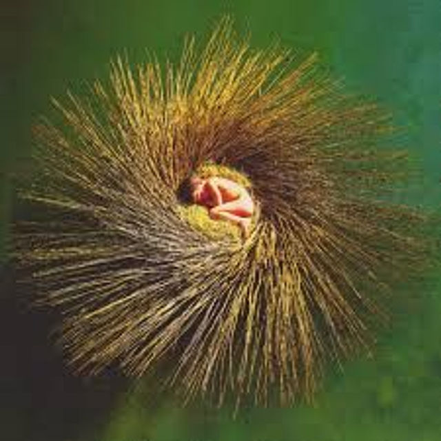 Peter Gabriel - OVO: the millenium show [CD]