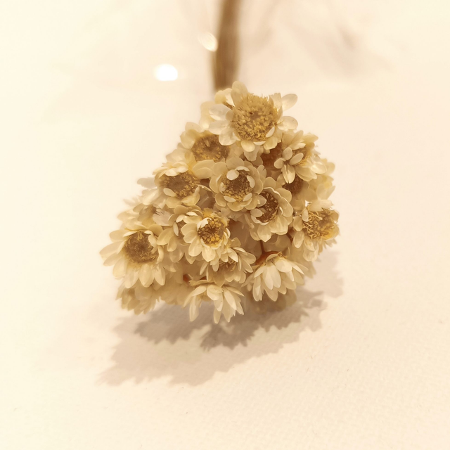 Glixia séché – Fleur fine et délicate pour bouquets, couronnes et déco florale naturelle