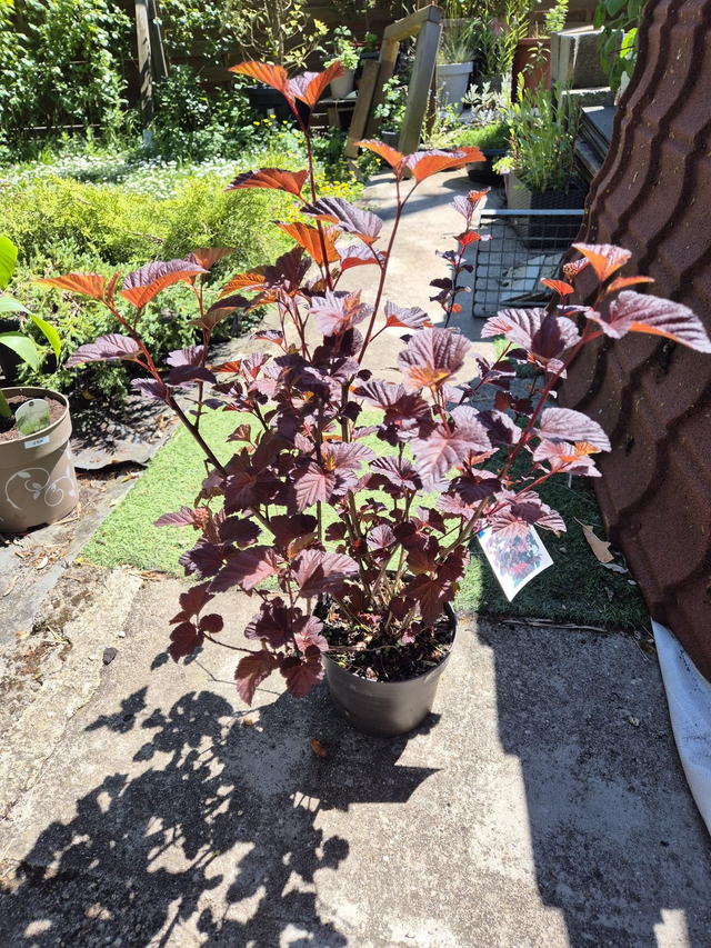 Physocarpus opulifolius Andre pot 2L