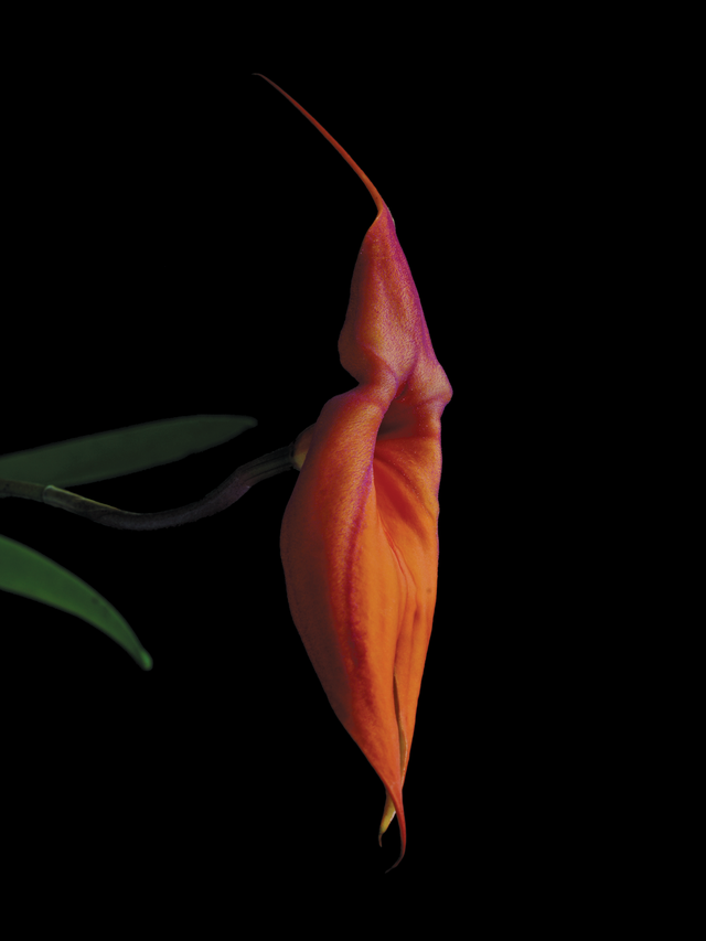 Furnace of Life Essence