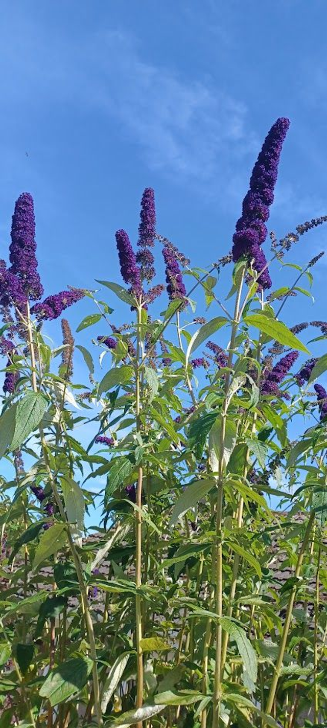 Buddleia Black Night