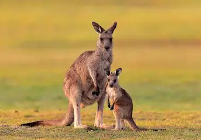 Jerky Kangaroo (5 sticks)