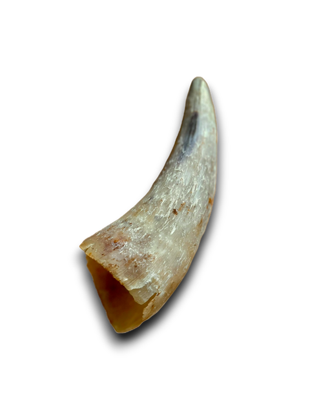 ANCO EMPTY COW HORN