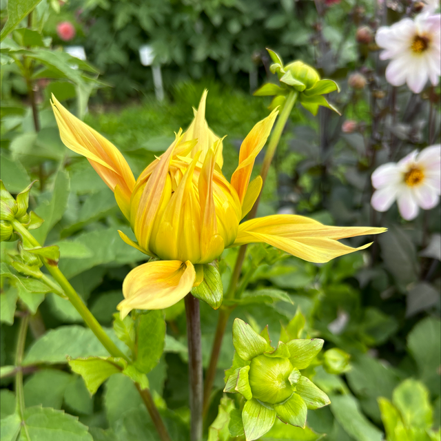 Show ‘n’ Tell 338