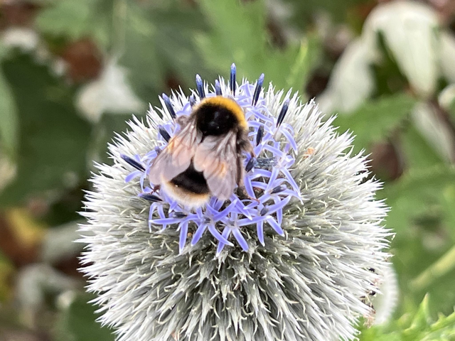 Echinops - Lincolnshire grown - white