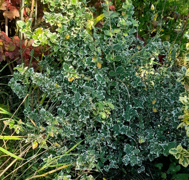Euonymus japonicus 'Microphyllus' Alba - 1ltr pot