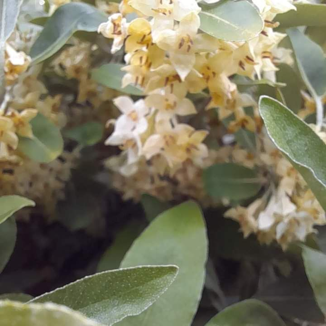 Elaeagnus angustifolia - 1ltr pot