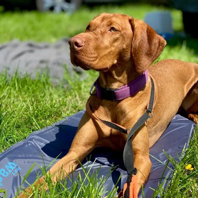 Henry Wag - Pet Gel Cool Mat