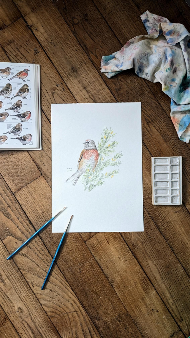 Aquarelle originale - La Linotte mélodieuse - Les Messagers du printemps