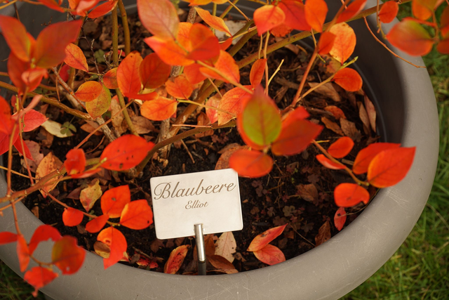 Pflanzschild deluxe Obstbäume & Beerensträucher