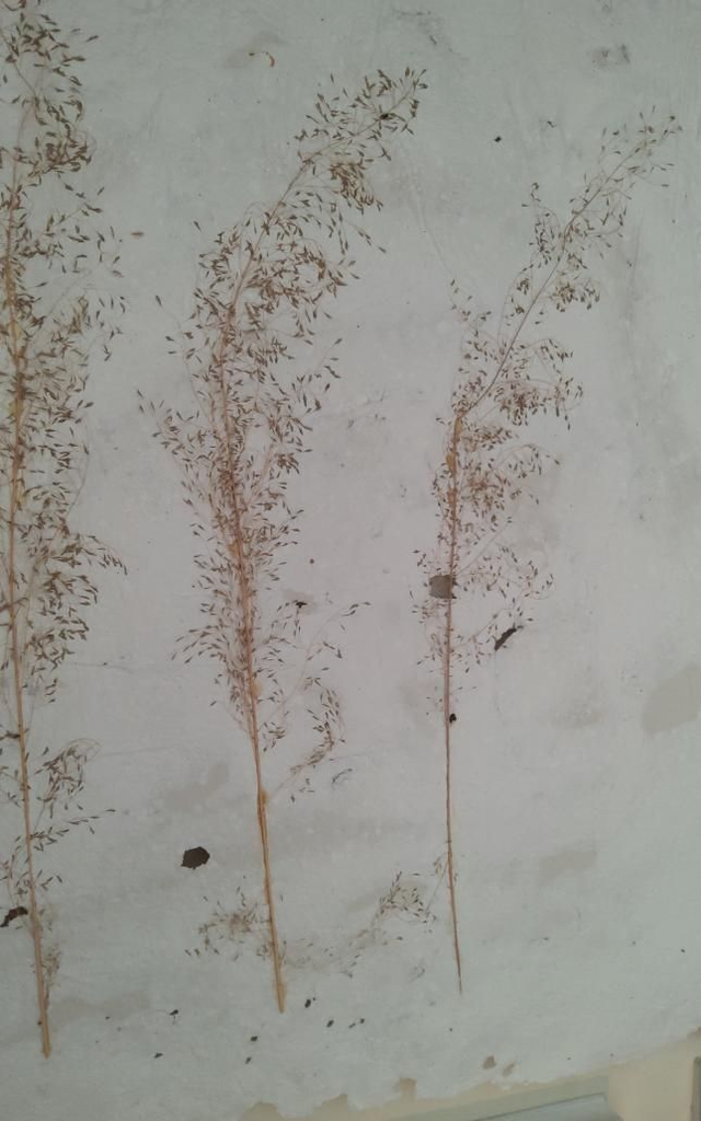 Grand Blanc Et Graminees