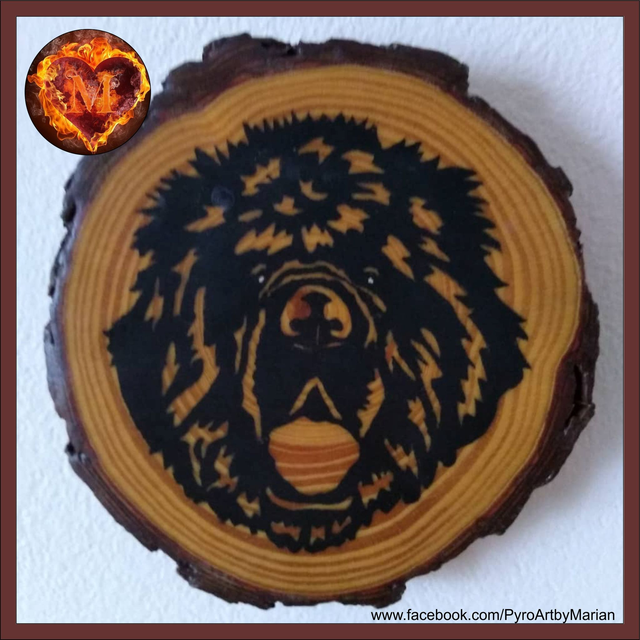 Newfoundland Boy 💖