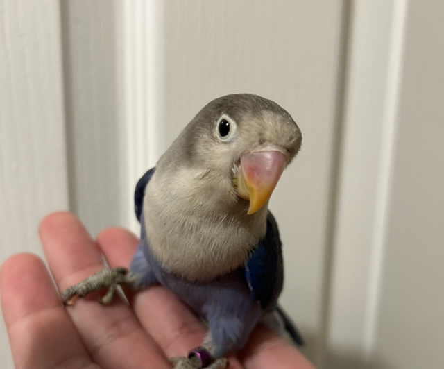Baby Blue Fisher Lovebirds 