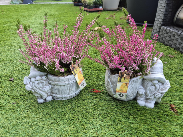 Composition calluna gnome béton 