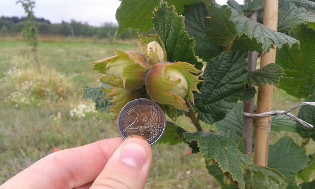 Haselnuss 'Hallesche Riesen'