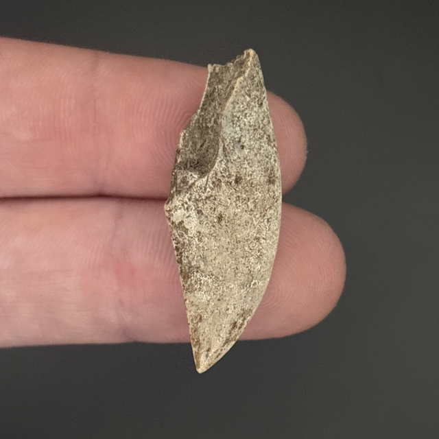 Majungasaurus Tooth