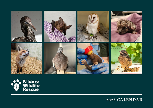 2026 Kildare Wildlife Rescue Fundraising Calendar