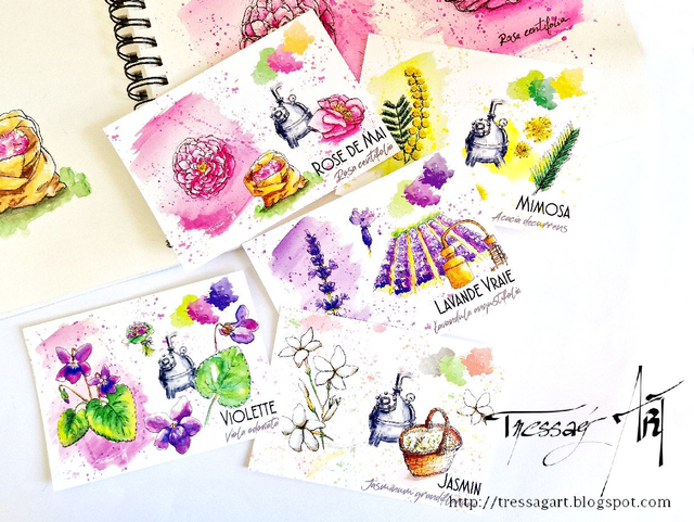 LOT 5 CARTES &quot;PLANTES A PARFUM&quot; de Grasse - Jasmin, Rose, Lavande, Violette, Mimosa - TR025006