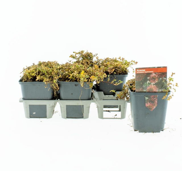 A01 . Acaena microphylla 'Kupferteppich'
