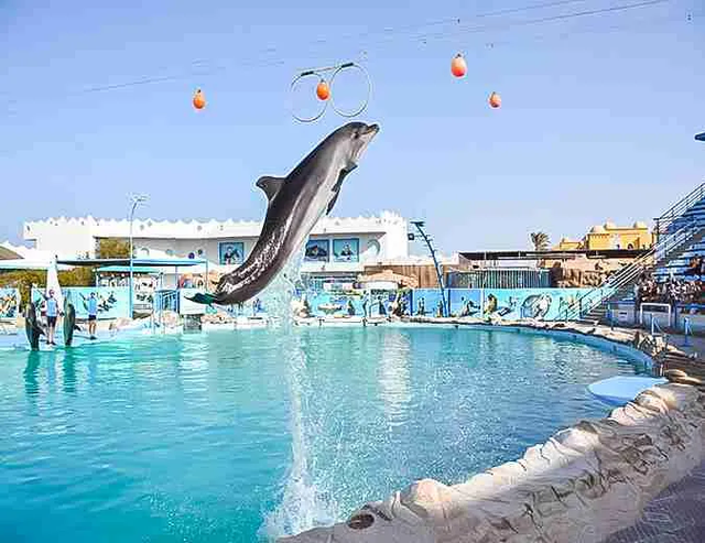 Spectacle de dauphins 
